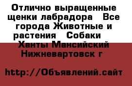 Отлично выращенные щенки лабрадора - Все города Животные и растения » Собаки   . Ханты-Мансийский,Нижневартовск г.